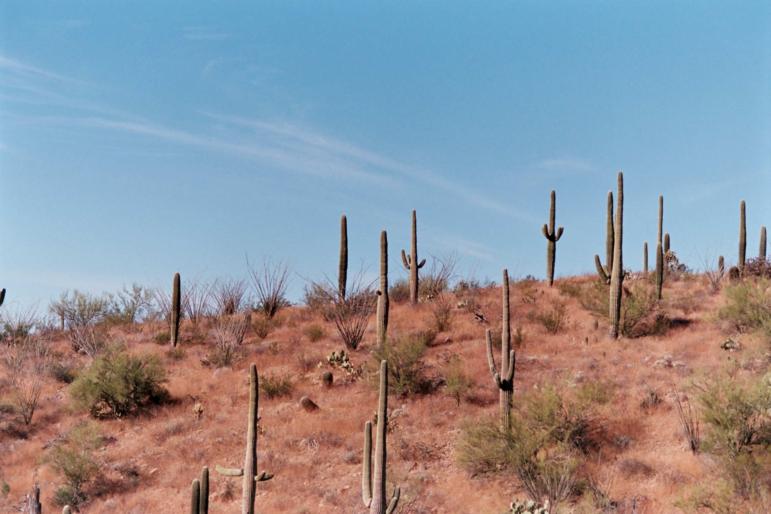 Photo-cacti on a hill